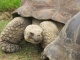 Des tortues géantes