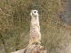 Un suricate, probablement le cousin de Timon, l'ami de Pumbaa da…