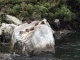 Des phoques se prélassent sur le rocher et profitent eux …