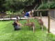Autre moment historique, notre rencontre avec les kangourous. On…