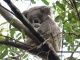 On veut la vie d'un koala.