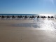 La promenade en chameau sur la plage est une activité inc…