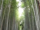 Forêt de bambous géants