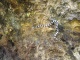 Des serpents venimeux d'une grande beauté! Paraît-i…
