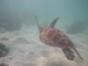 Une autre tortue! On est gâtés!