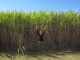 Plantation de cannes à sucre, il y en a vraiment partout …