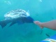 Première sortie en snorkeling: des coraux aux coloris inf…