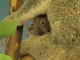 Une maman et son bébé (son Joey comme ils disent i…