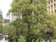 Les arbres préférés de Martinet: les boabs.