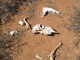 Des carcasses et des ossements, il y en a partout.
