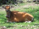 Les belles vaches-lisses-à-clochette sont partout, souven…