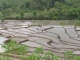 Superbes terrasses de riz en chemin. On ne se lasse pas de ces p…