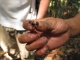Une gigantesque fourmi que notre guide se met dans la bouche pou…
