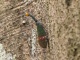 On voit des insectes qu'on n'a jamais vus de notre vie.