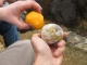La pomme indonésienne. Avant de la peler, on dirait que l…