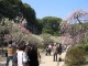 Le soleil brille, les arbres sont en fleurs, les Japonais profit…