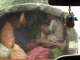 En route vers Dambulla. Ici les règles de sécurit&…